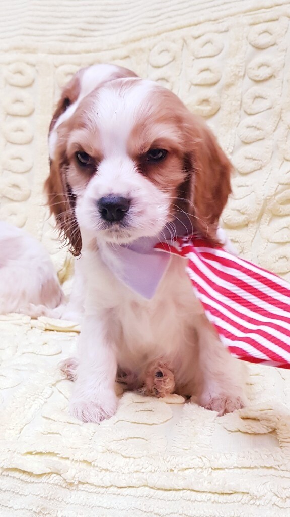 kc registered cavalier king charles puppies for sale